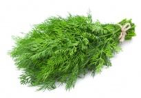 Aneth - Herbes aromatiques