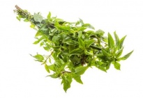 Menthe - Herbes aromatiques